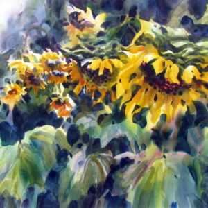 Late Summer Sunflowers